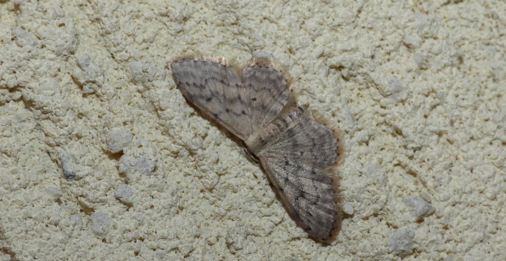 Krocznik rzędzik (Idaea seriata)