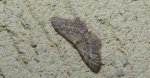 Krocznik rzędzik (Idaea seriata)