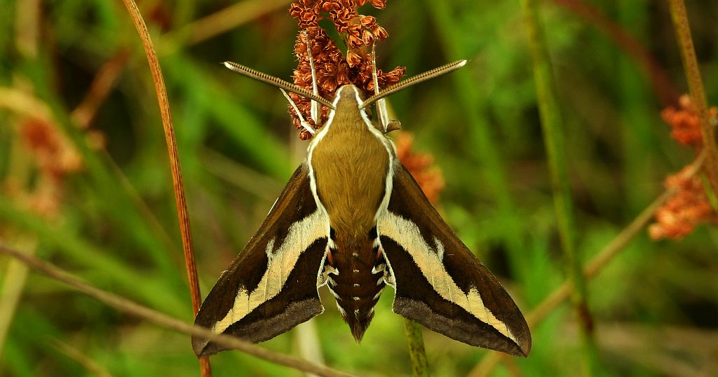 Zmrocznik przytuliak (Hyles gallii)