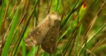 Piętnówka białokropka (Mythimna /Hyphilare/ albipuncta)