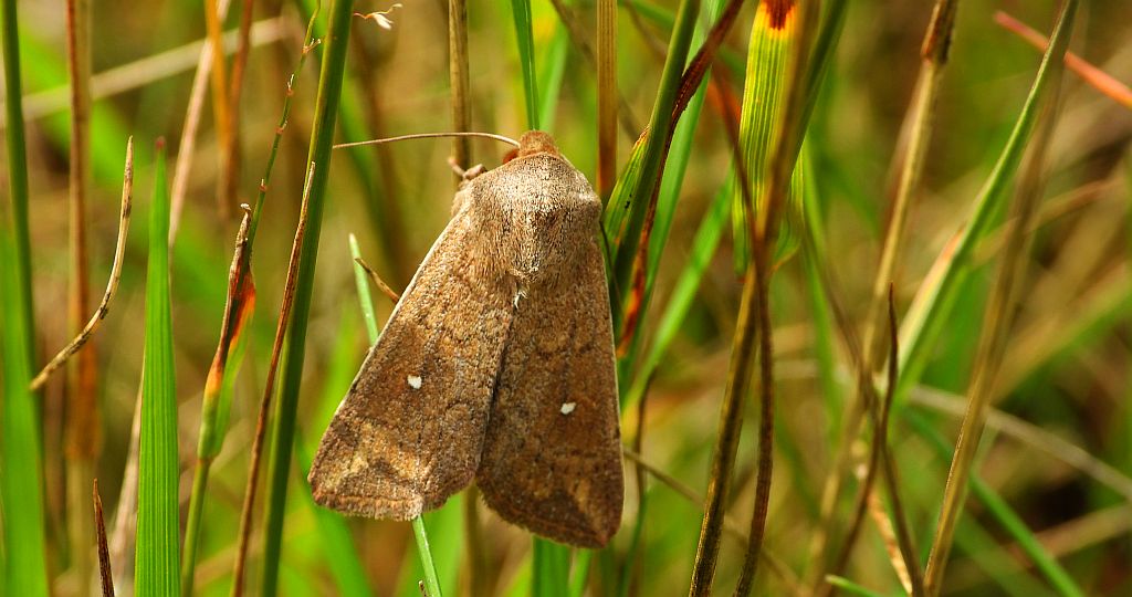 Piętnówka białokropka (Mythimna /Hyphilare/ albipuncta)