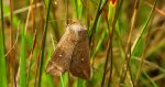 Piętnówka białokropka (Mythimna /Hyphilare/ albipuncta)