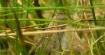 Piętnówka białokropka (Mythimna /Hyphilare/ albipuncta)