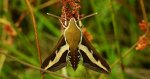 Zmrocznik przytuliak (Hyles gallii)