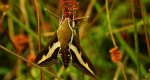 Zmrocznik przytuliak (Hyles gallii)