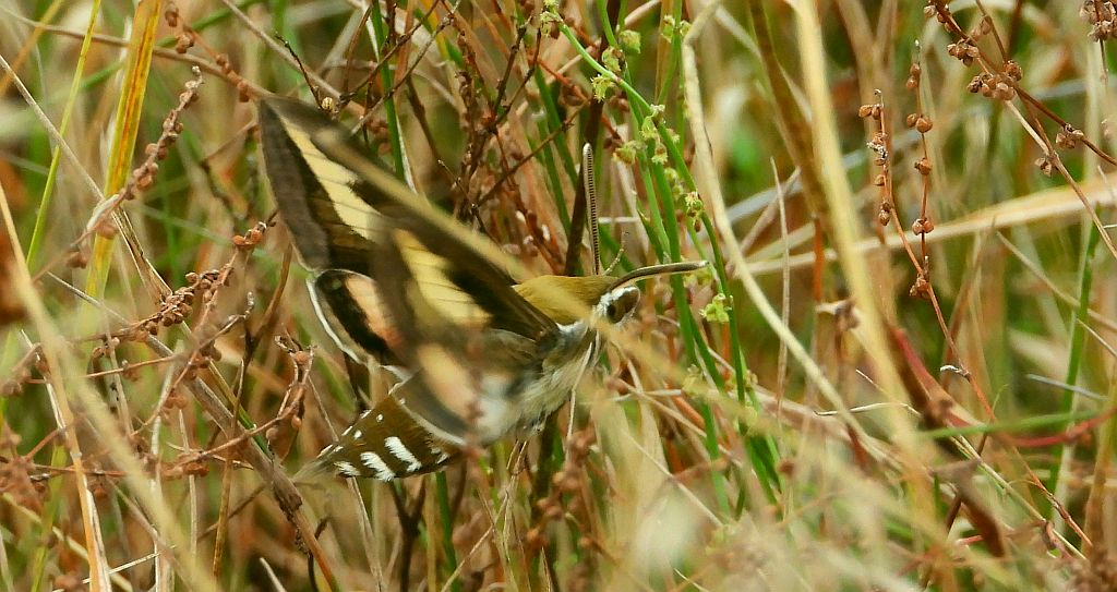 Zmrocznik przytuliak (Hyles gallii)