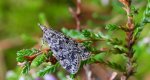 Eudonia truncicolella