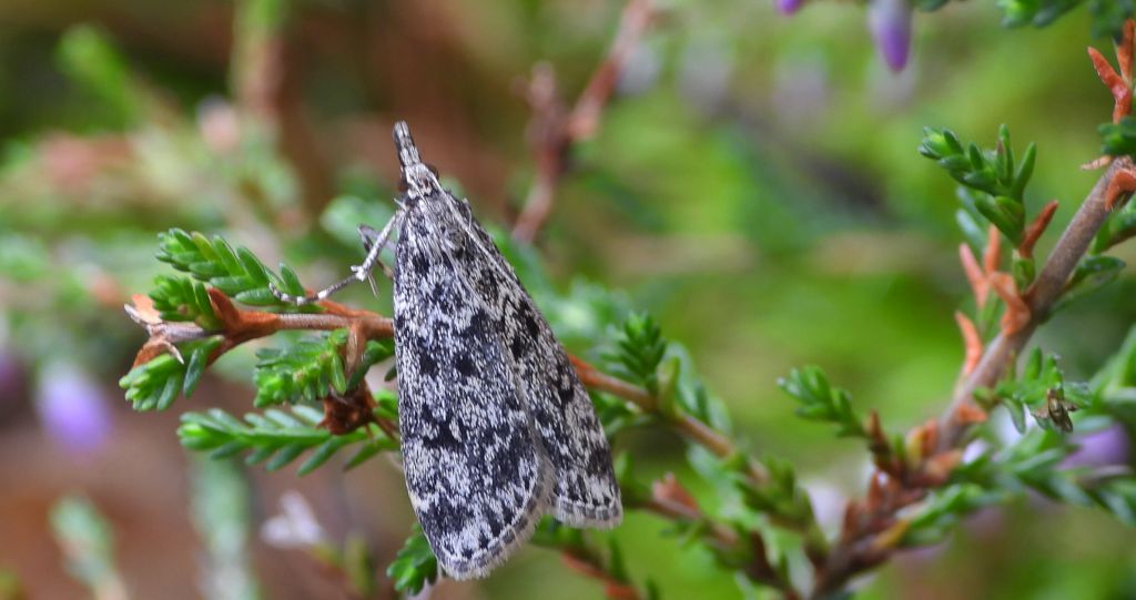 Eudonia truncicolella