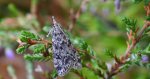 Eudonia truncicolella