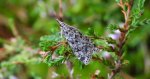 Eudonia truncicolella