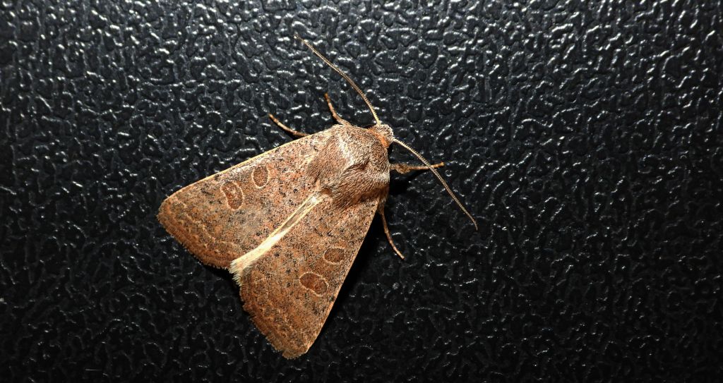 Światłówka babczarka (Hoplodrina ambigua)
