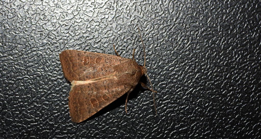 Światłówka babczarka (Hoplodrina ambigua)
