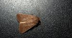Światłówka babczarka (Hoplodrina ambigua)