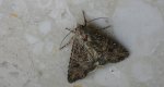 Rolnica chwastówka (Anaplectoides prasina)