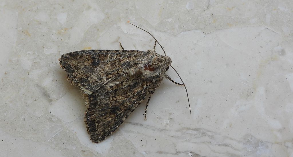 Rolnica chwastówka (Anaplectoides prasina)