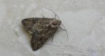 Rolnica chwastówka (Anaplectoides prasina)