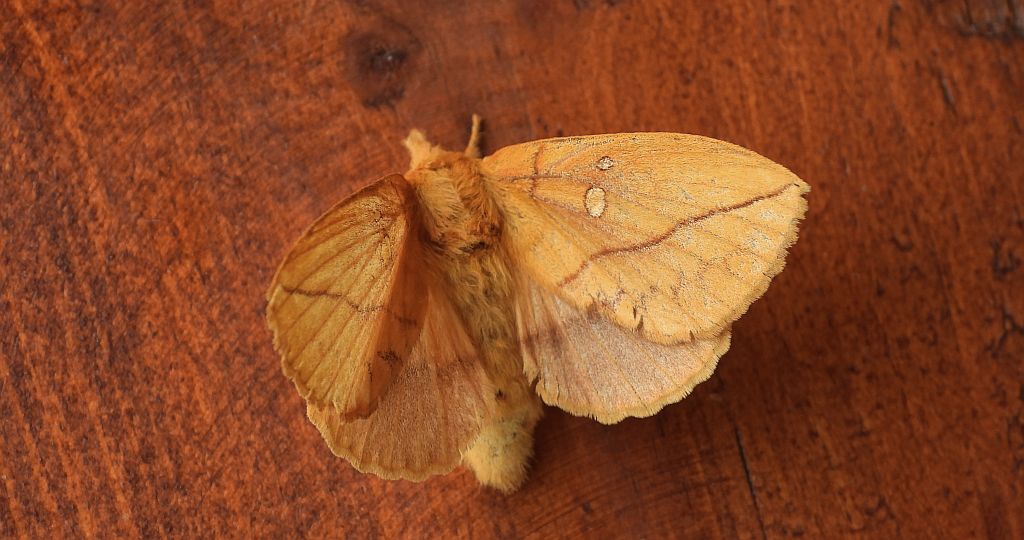 Barczatka napójka, napójka łąkówka (Euthrix potatoria)