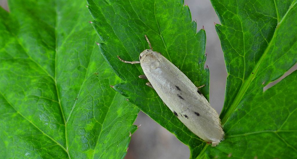 Fałdówka mokrzyca (Pelosia muscerda)