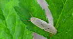 Fałdówka mokrzyca (Pelosia muscerda)
