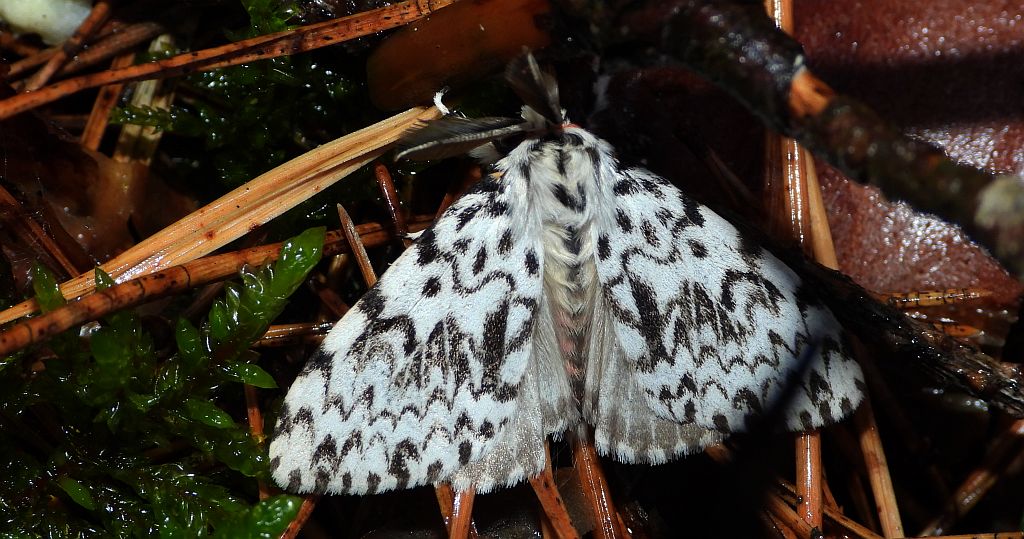 Brudnica mniszka, rząpica mniszka (Lymantria monacha)