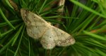 Krocznik ogrodowiak (Idaea biselata)