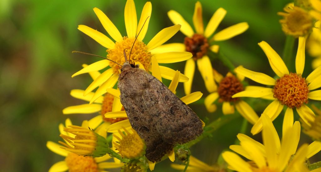 Hoplodrina octogenaria