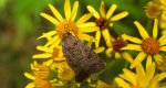 Hoplodrina octogenaria