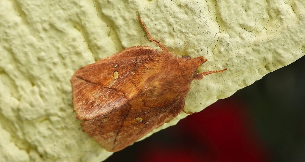 Barczatka napójka, napójka łąkówka (Euthrix potatoria)