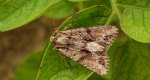 Paciepnica korzeniówka (Apamea monoglypha)