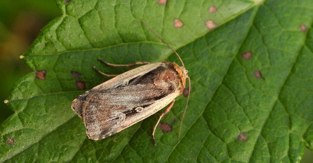 Euxoa obelisca