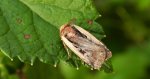 Euxoa obelisca