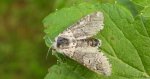 Leszczotka dwurożka (Furcula bicuspis)