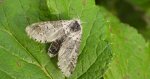 Leszczotka dwurożka (Furcula bicuspis)