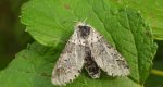 Leszczotka dwurożka (Furcula bicuspis)