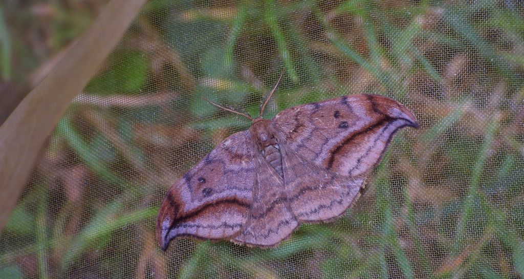 Wycinka zakrzywica (Drepana curvatula)