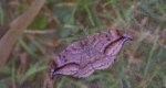 Wycinka zakrzywica (Drepana curvatula)