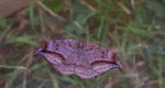 Wycinka zakrzywica (Drepana curvatula)