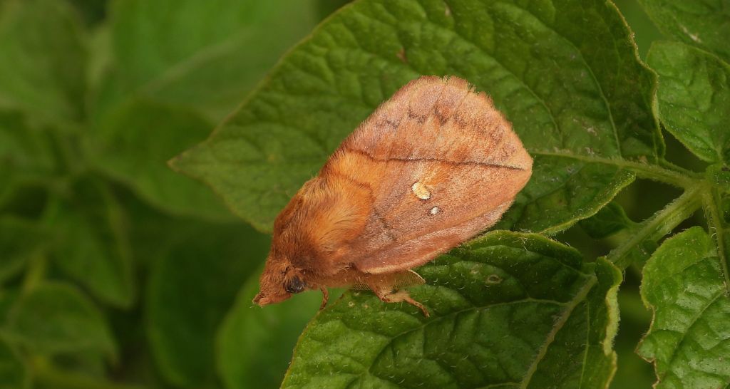 Barczatka napójka, napójka łąkówka (Euthrix potatoria)