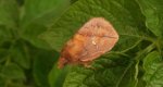 Barczatka napójka, napójka łąkówka (Euthrix potatoria)
