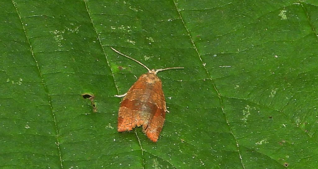 Pandemis cerasana