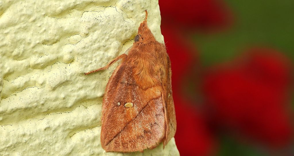 Barczatka napójka, napójka łąkówka (Euthrix potatoria)