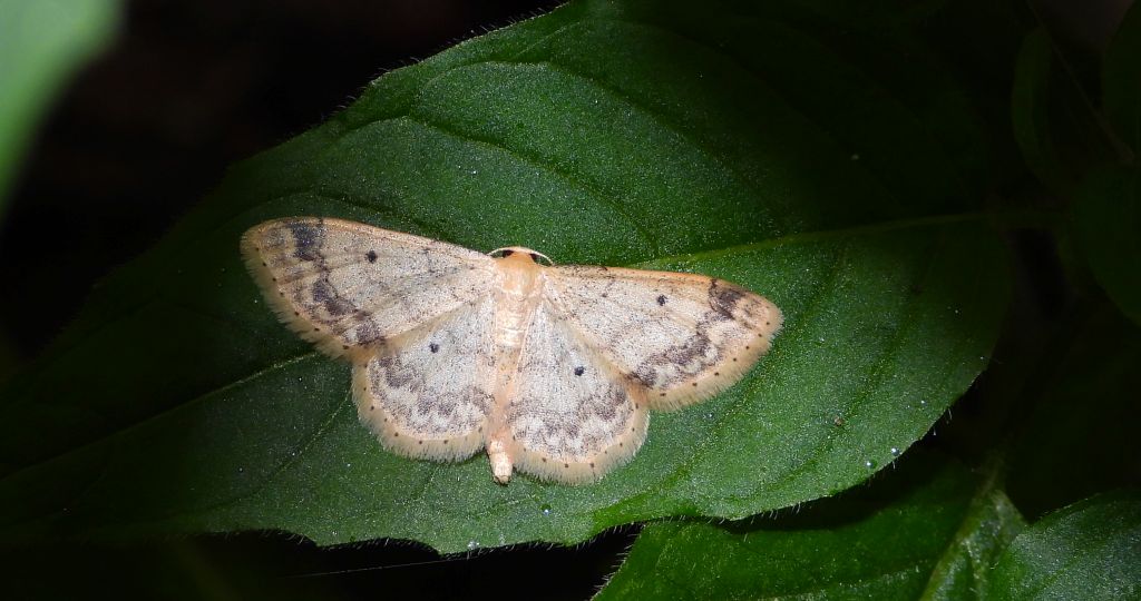 Krocznik ogrodowiak (Idaea biselata)