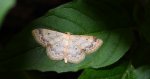 Krocznik ogrodowiak (Idaea biselata)