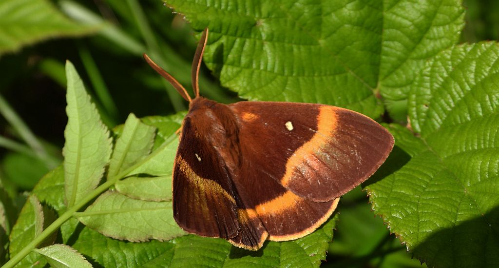 Barczatka dębówka (Lasiocampa quercus)
