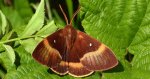 Barczatka dębówka (Lasiocampa quercus)