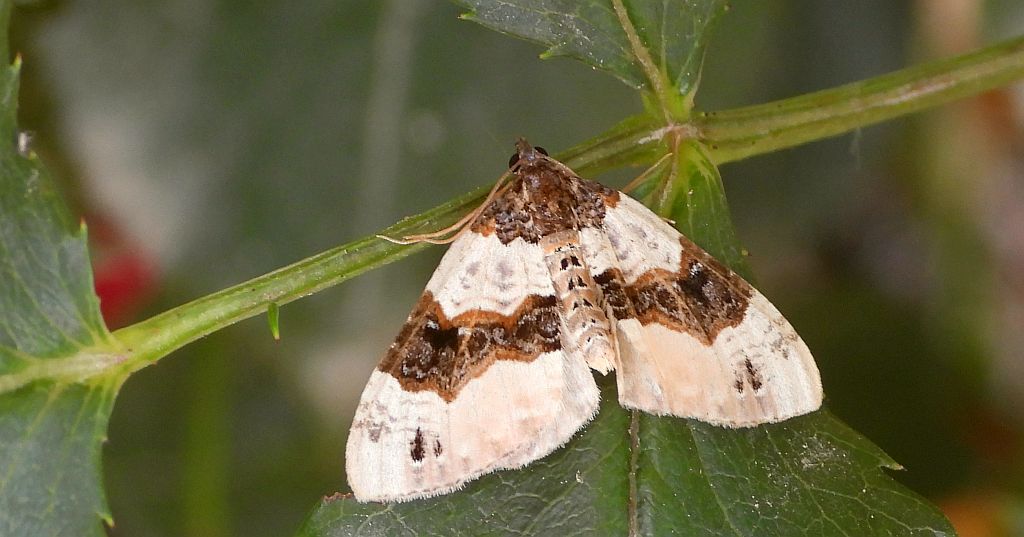 Paśnik dwuziernik (Cosmorhoe ocellata)