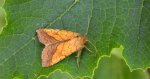 Ceglica wilżynówka (Pyrrhia umbra)
