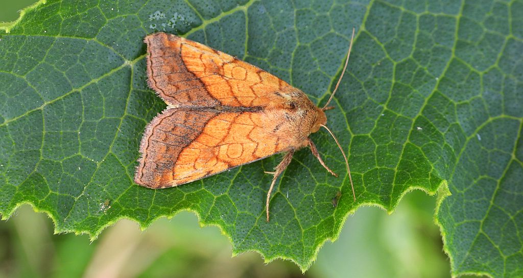 Ceglica wilżynówka (Pyrrhia umbra)
