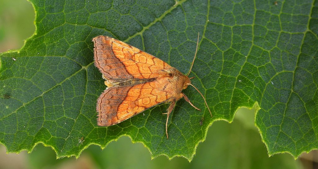 Ceglica wilżynówka (Pyrrhia umbra)
