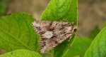 Paciepnica korzeniówka (Apamea monoglypha)
